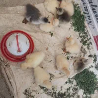 جوجه غاز|حیوانات مزرعه|احمدسرگوراب, |دیوار