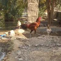 خروس لاری|حیوانات مزرعه|بافت, |دیوار