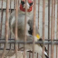 سهره کرمونی دهن زن و دو قفس فروش یا معاوضه|پرنده|شیراز, شهرک مطهری|دیوار