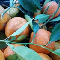 نارنج به شرطه لوکس