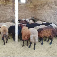 فروش گوسفند ماده ومیش
