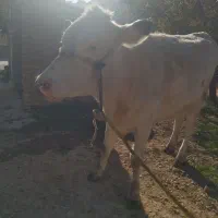 گاو نوبر هلشتاین ۶ماه آبستن نژاد عالی|حیوانات مزرعه|درودزن, |دیوار