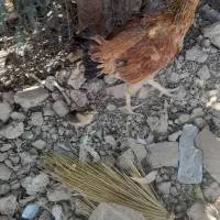 مرغباجوجه|حیوانات مزرعه|زهک, |دیوار