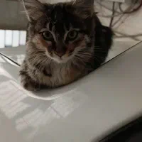 بچه گربه گم شده