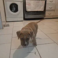 فروش توله پیت بول دوماهه