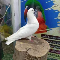 دوعدد کبوتر قطعه بزرگ نوک جمع|پرنده|شاهین دژ, |دیوار