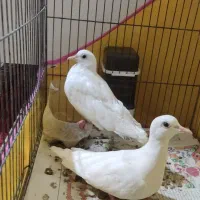 یک جفت کبوتر سفید و مرغ مینای سخنگو