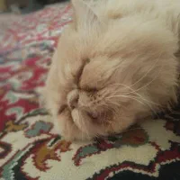 گربه پرشین کت|گربه|بجنورد, |دیوار