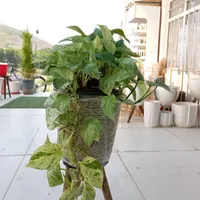 گلخانه ای بهشت گل پتوس مرمر و ارتشی|گل و گیاه طبیعی|سنندج, |دیوار