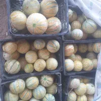 خربزه شاه پسند