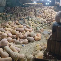 کدو گوسفندی سالم