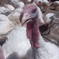 بوقلمون گوشتی بیوتی