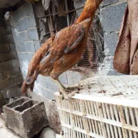 مرغ و خروس لاری نسل دار