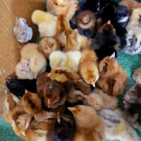 جوجه محلی سالم سرحال با قیمت مناسب