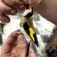 سهره وحش امسال نشون دار|پرنده|اندیمشک, |دیوار