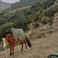 کره اسب نریان ۱۵ماه