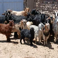 بز کهر دار ترکی اصل