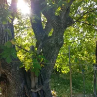 فروش درخت گردو ی بزرگ به قیمت پیشنهادی شما|مصالح و تجهیزات ساختمان|مشگین شهر, |دیوار