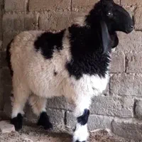 ۱عدد بره مری نر چاق