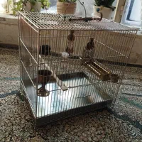 سیره قفس|پرنده|بروجرد, |دیوار