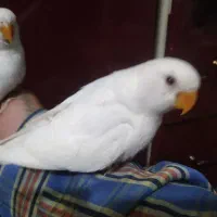 جوجه برزیلی البینو. دستی دونه خور دوماهه