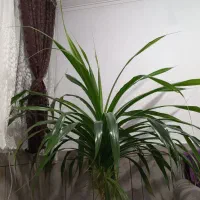 گل و گیاه