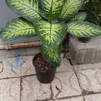 گل آپارتمانی مقاوم