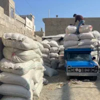 فروش کاه دانه گندم و کاه لوبیا سبز به جای یونجه