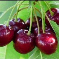 گیلاس شاهرودی درشت مجلسی درجه یک ارگانیک