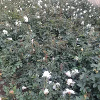 تولید و فروش نسترن سفید باکیفیت بالا و قیمت مناسب|گل و گیاه طبیعی|پاکدشت, پاکدشت (مامازند)|دیوار