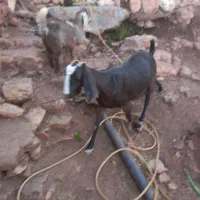 سلام دو تا بز داشت|حیوانات مزرعه|پاپی, |دیوار