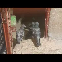 ماده پلاکی خون خالص