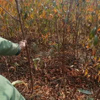 نهال قیمت استثنایی