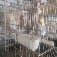 عروس هلندی بالغ|پرنده|گرمسار, |دیوار