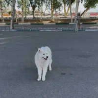 سگ سامویید ماده ۱۰ ماهه