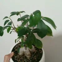 نخل و...|گل مصنوعی|تبریز, |دیوار