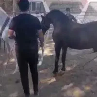 اسب|اسب و تجهیزات اسبسواری|الشتر, |دیوار