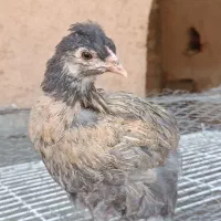 جوجه مرغ برهما