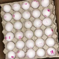 تخم مرغ|خوردنی و آشامیدنی|محمدشهر, سیدآباد|دیوار