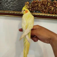 عروس نر لوتینو زعفرونی