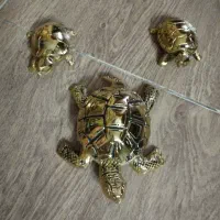لاک پشت برنجی