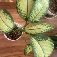 گل آپارتمانی دیفن باخیا