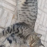 گربه