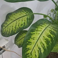 گلدان و گل دیفن باخیا سالم و برگهای سبز|گل و گیاه طبیعی|ورامین, ورامین|دیوار