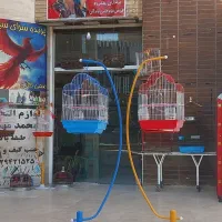 پرنده سرای سیمرغ عروس و کوتوله