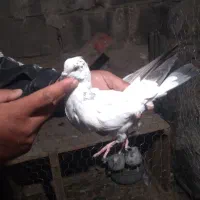 کفتر خوب درجه یک ۶عددیک میلیون|پرنده|مشگین شهر, |دیوار