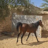 فروش اسب نریان دره شوری|اسب و تجهیزات اسب‌سواری|شیراز, برمشور علیا|دیوار