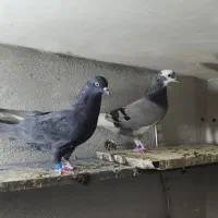 کبوتر گم شده