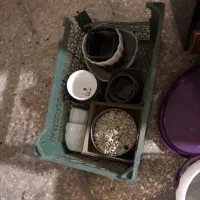 گلدان|گل و گیاه طبیعی|مشهد, کوثر|دیوار