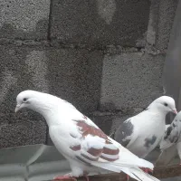 کبوتر|پرنده|رشت, آتشگاه|دیوار